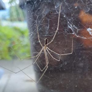 Click to view this image in a large viewer