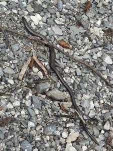 Click to view this image in a large viewer