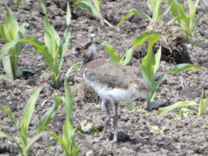 Click to view this image in a large viewer