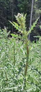 Click to view this image in a large viewer