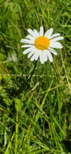 Click to view this image in a large viewer