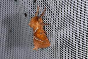 Click to view this image in a large viewer