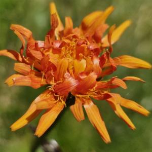 Click to view this image in a large viewer