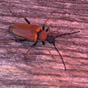 Click to view this image in a large viewer