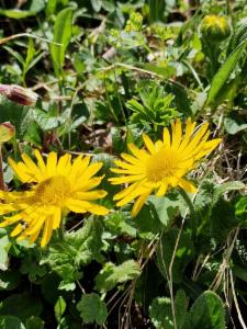 Click to view this image in a large viewer