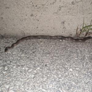 Click to view this image in a large viewer