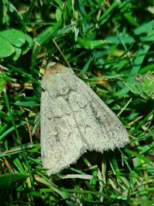 Click to view this image in a large viewer