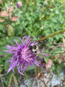 Click to view this image in a large viewer