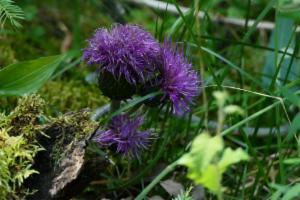 Click to view this image in a large viewer