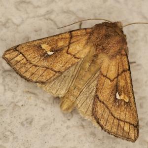 Click to view this image in a large viewer