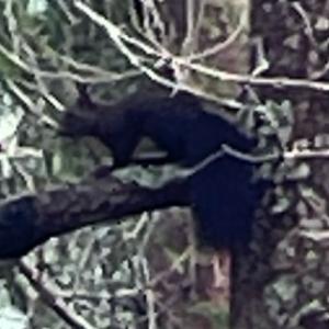 Click to view this image in a large viewer