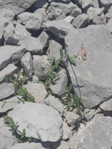 Click to view this image in a large viewer