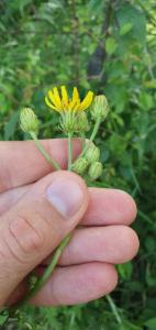 Click to view this image in a large viewer