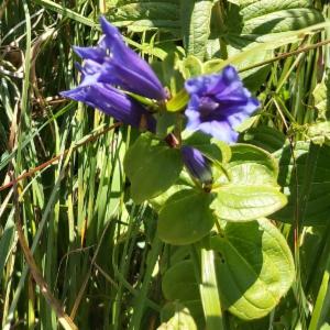 Click to view this image in a large viewer