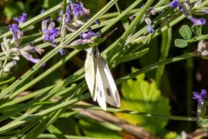 Click to view this image in a large viewer