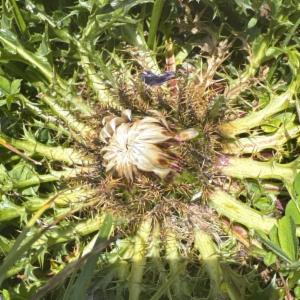 Click to view this image in a large viewer