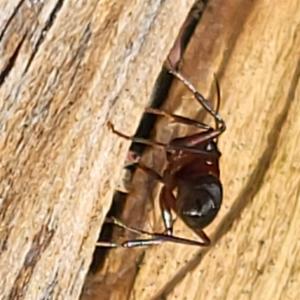 Click to view this image in a large viewer