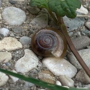 Click to view this image in a large viewer