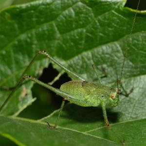 Click to view this image in a large viewer