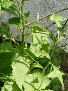 Click to view this image in a large viewer