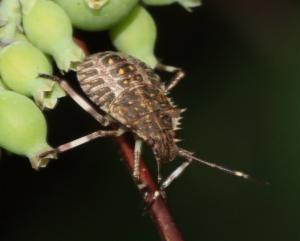 Click to view this image in a large viewer