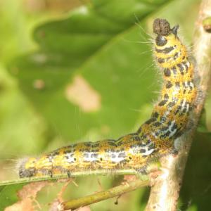 Click to view this image in a large viewer