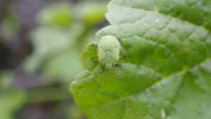 Click to view this image in a large viewer