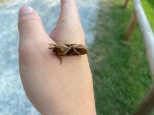 Click to view this image in a large viewer