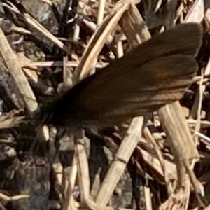 Click to view this image in a large viewer