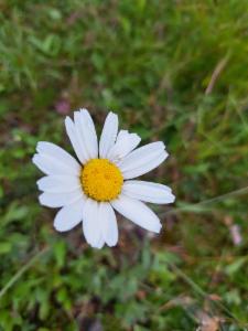 Click to view this image in a large viewer