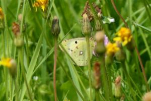 Click to view this image in a large viewer