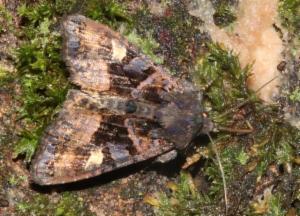 Click to view this image in a large viewer