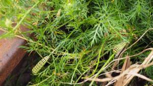 Click to view this image in a large viewer