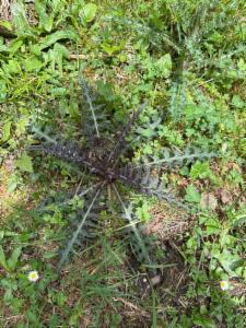 Click to view this image in a large viewer