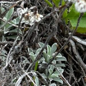 Click to view this image in a large viewer