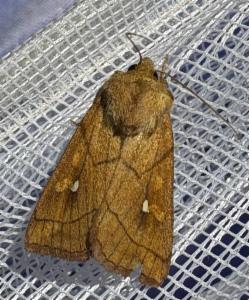 Click to view this image in a large viewer