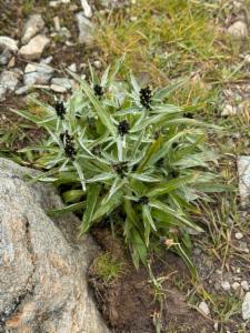 Click to view this image in a large viewer