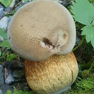 Click to view this image in a large viewer