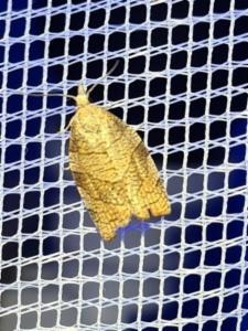 Click to view this image in a large viewer