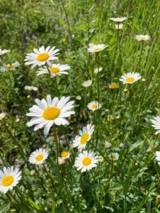 Click to view this image in a large viewer