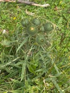 Click to view this image in a large viewer