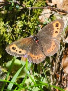 Click to view this image in a large viewer