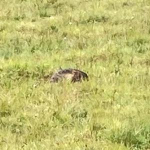 Click to view this image in a large viewer