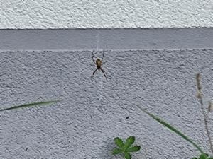 Click to view this image in a large viewer