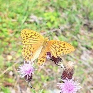 Click to view this image in a large viewer