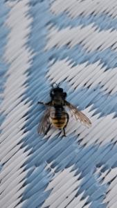 Click to view this image in a large viewer