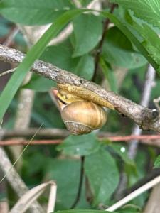 Click to view this image in a large viewer