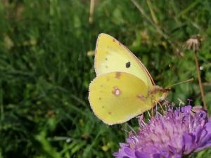 Click to view this image in a large viewer