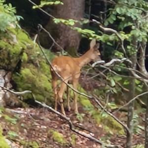 Click to view this image in a large viewer