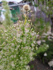 Click to view this image in a large viewer